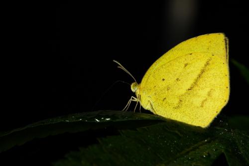 20090919_347343_Eurema laeta punctissima_a.jpg