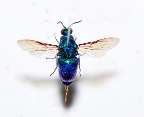 青蜂 Stilbum sp. 青蜂 Stilbum sp.