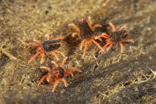 潮間帶的蟎類 -- Halotydeus sp., Penthaleidae #1