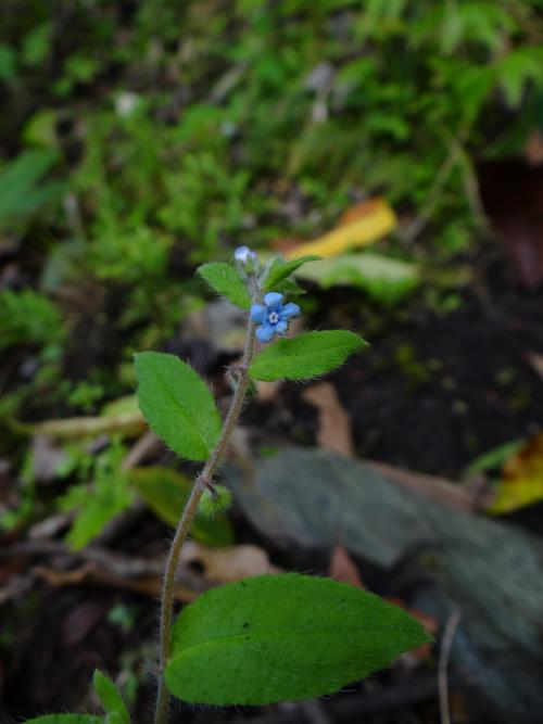 盾果草