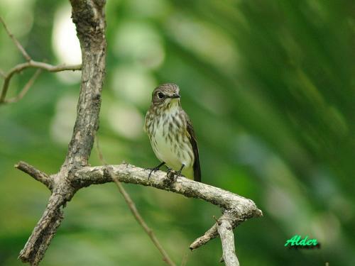 20090809_380389_Grey_Flycatcher_DSC_6242.jpg