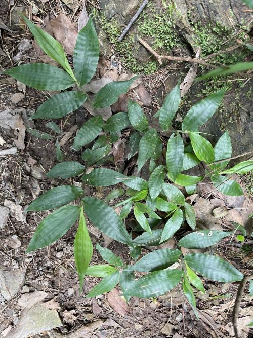 竹葉草