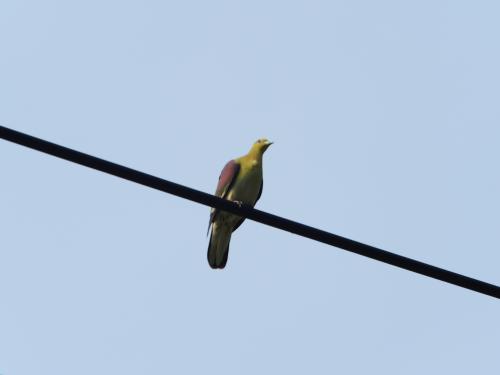 綠鳩