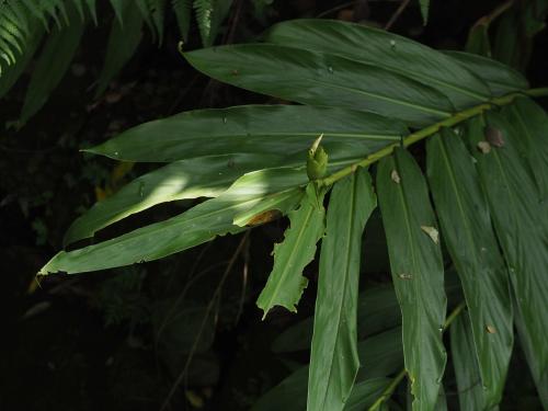 野薑花