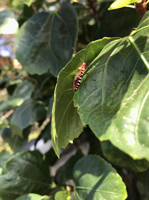 離斑棉紅蝽