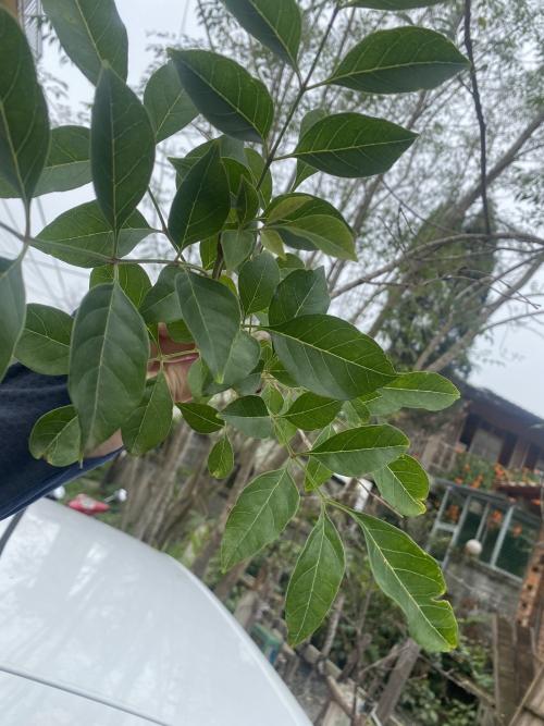 白雞油