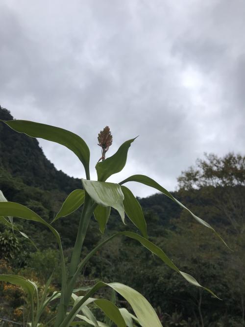 高粱