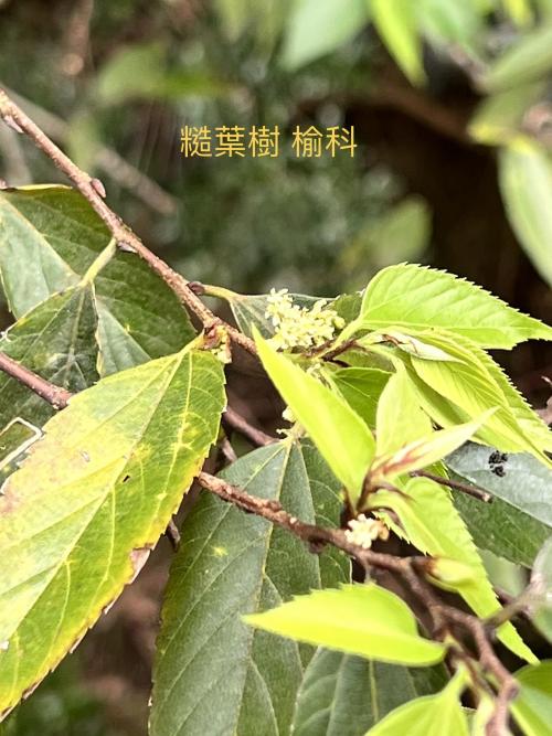 糙葉樹