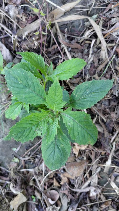 野茼蒿