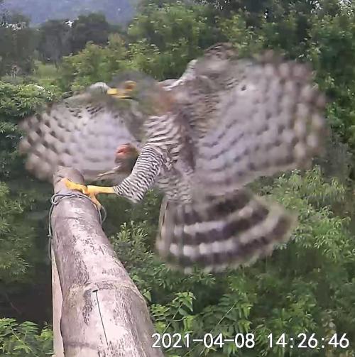 鳳頭蒼鷹(台灣亞種) 鳳頭蒼鷹(台灣亞種)