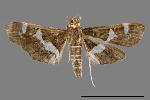 Spoladea recurvalis[00022212]