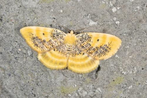 Euchristophia cumulata meridionalis 碎黑黃尺蛾 Euchristophia cumulata meridionalis 碎黑黃尺蛾