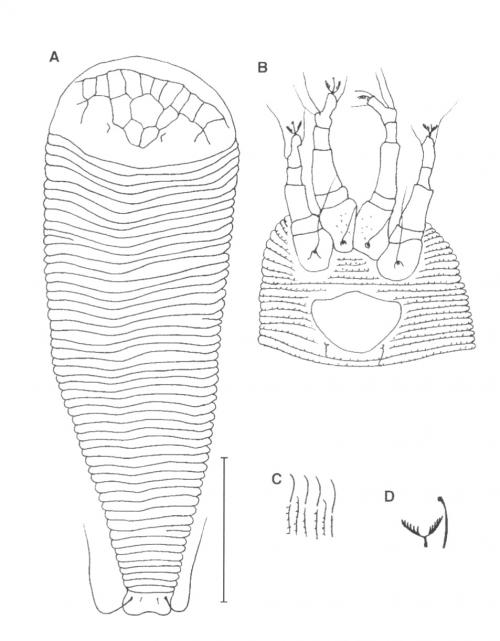 Diptilomiopus elliptus Huang, 2001