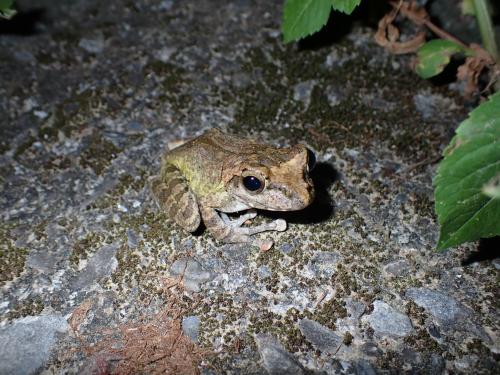 褐樹蛙 褐樹蛙