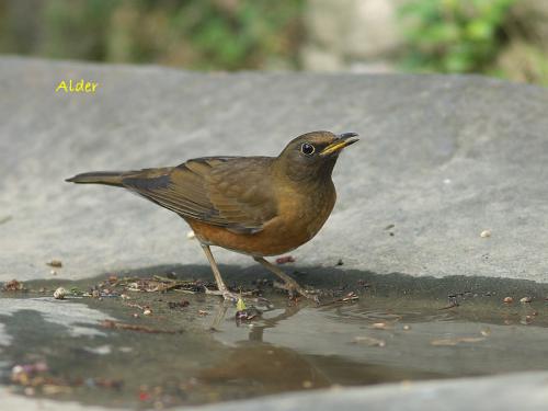 20090722_380402_Brown-headed_Thrush_6021.jpg