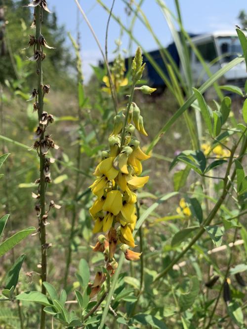 南美豬屎豆