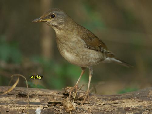 20090726_380407_Pale_Thrush_9610.jpg