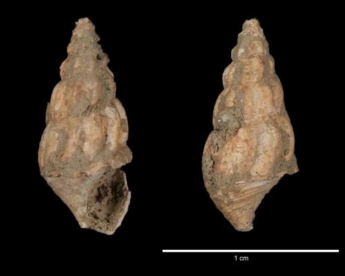 Melanoides tuberculata [ASIZF0100918]