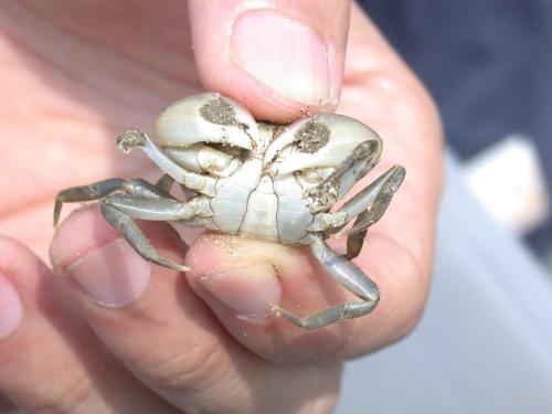 絨毛近方蟹 絨毛近方蟹