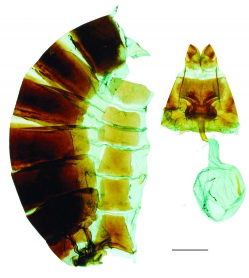 Graphium eurous asakurae (Matsumura, 1908) 劍鳳蝶 Graphium eurous asakurae (Matsumura, 1908) 劍鳳蝶