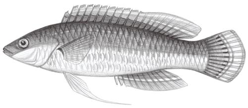 Cirrhilabrus temminckii@Jheng1758 Cirrhilabrus temminckii@Jheng1758