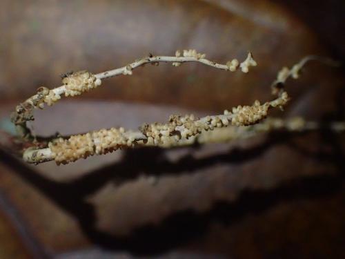 Ophiocordyceps macroacicularis(大針蛇形蟲草) Ophiocordyceps macroacicularis(大針蛇形蟲草)