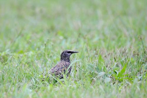 歐洲椋鳥 歐洲椋鳥