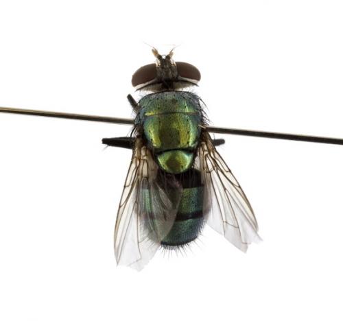 Hemipyrellia ligurriens female dorsal Hemipyrellia ligurriens female dorsal
