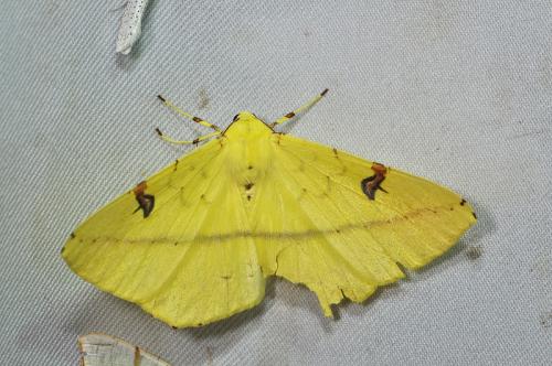 Opisthograptis moelleri 黑刺斑黃尺蛾 Opisthograptis moelleri 黑刺斑黃尺蛾