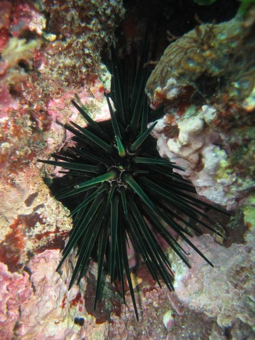 口鰓海膽 口鰓海膽