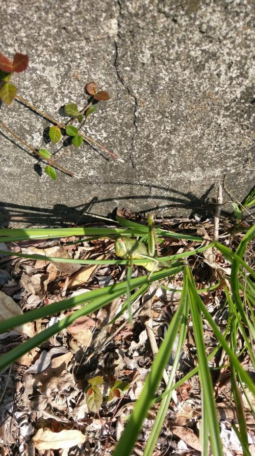 大棉蝗 大棉蝗