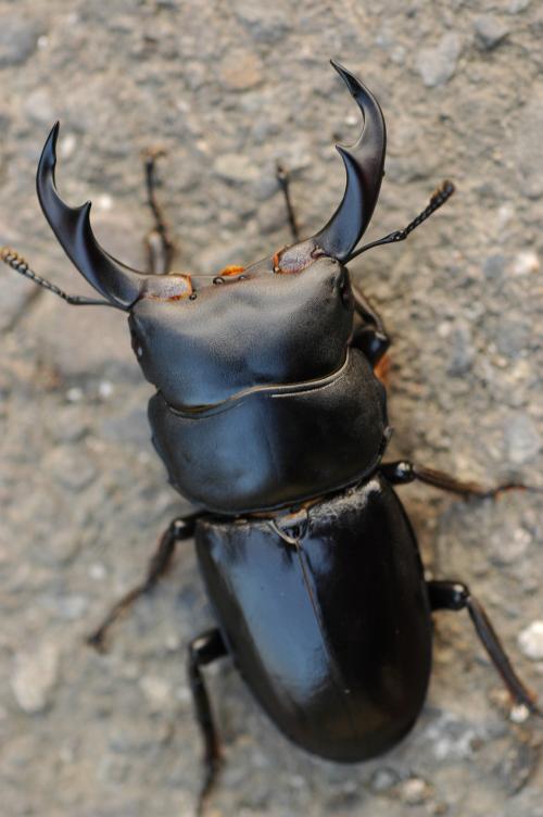 Dorcus schenkingi Mollenkamp, 1913