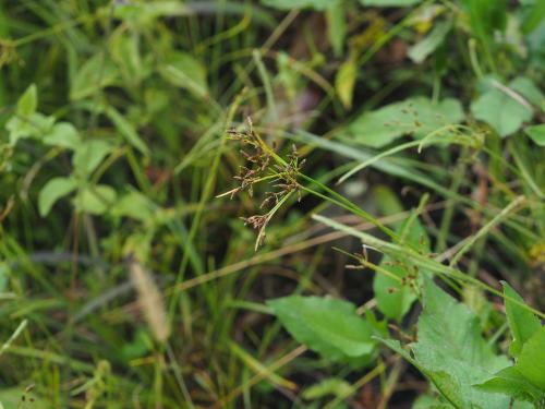 兩歧飄拂草 (棱穗飄拂草) 兩歧飄拂草 (棱穗飄拂草)