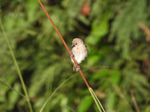 斑文鳥(華南亞種) 斑文鳥(華南亞種)
