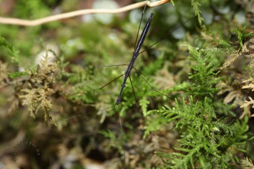 Hydrometra sp. 尺蝽 Hydrometra sp. 尺蝽