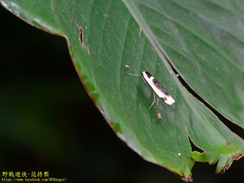 黑長斑苔蛾