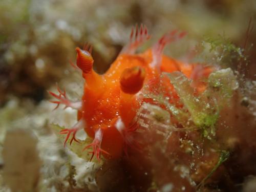 Kaloplocamus acutus