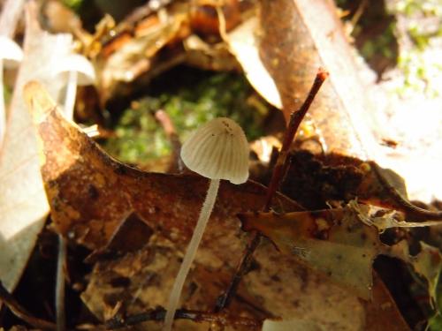 Mycena aciculata(針毛小菇)