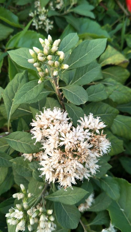 南非葉 (扁桃斑鳩菊) 南非葉 (扁桃斑鳩菊)
