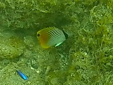 揚旛蝴蝶魚