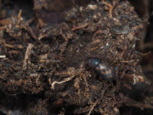Chilothorax lieni