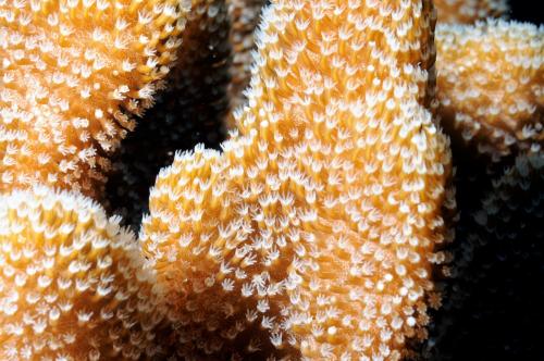 緊密葉形軟珊瑚