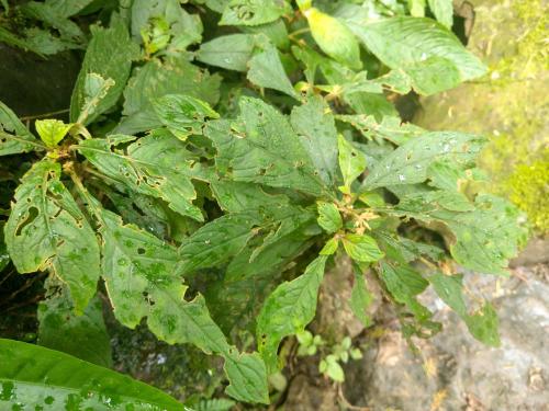 同蕊草 同蕊草