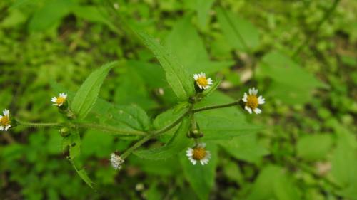 粗毛小米菊 粗毛小米菊