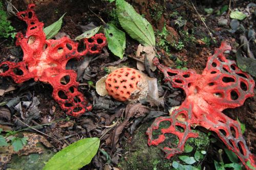 Clathrus ruber(紅籠頭菌)