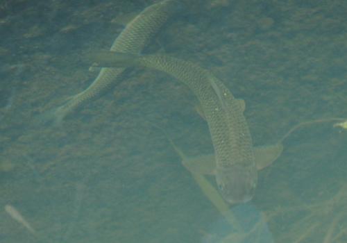 臺灣白甲魚