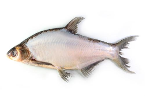 ASIZP0072733