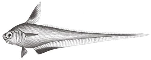Lucigadus nigromarginatus@Jheng0585
