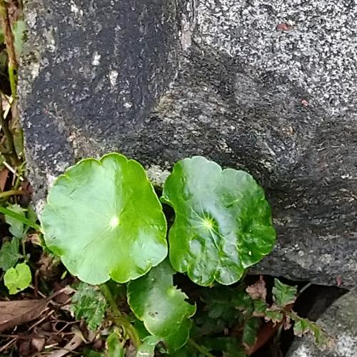 香菇草