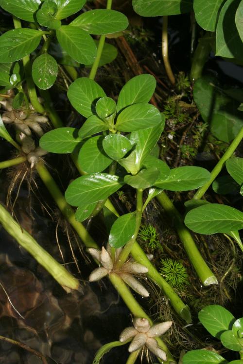 白花水龍-Onagraceae柳葉菜科-水丁香屬-Ludwigia adscendens-20081129屏東-五溝水-雙子葉-IMG_3789